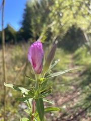 Clarkia