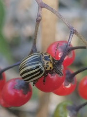 Leptinotarsa decemlineata