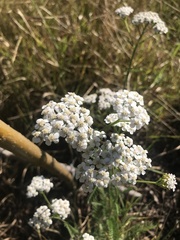 Achillea