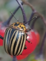 Leptinotarsa decemlineata