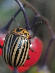 Leptinotarsa decemlineata