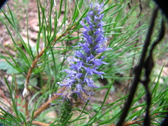 Veronica orchidea