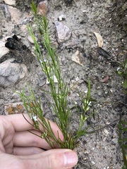 Cyanothamnus subsessilis