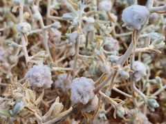 Dissocarpus paradoxus