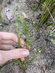 Cyanothamnus subsessilis
