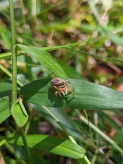 Maratus scutulatus