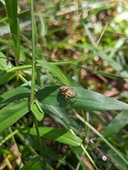 Maratus scutulatus