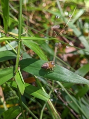Maratus scutulatus