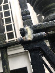 Calliteara pudibunda