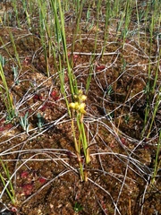Scheuchzeria palustris