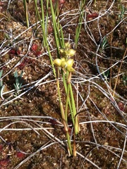 Scheuchzeria palustris