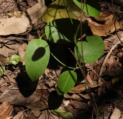Vincetoxicum polyanthum