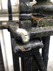 Calliteara pudibunda