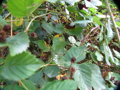 Rubus hirtus