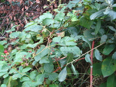 Rubus hirtus