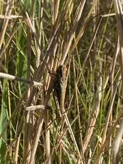 Chorthippus