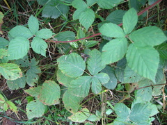 Rubus hirtus