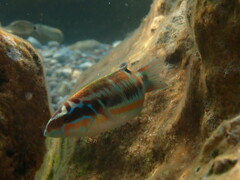Thalassoma pavo