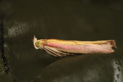 Oncocera