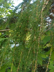 Larix decidua