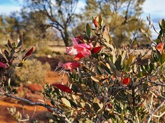 Eremophila maculata