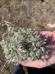 Cladonia rangiferina