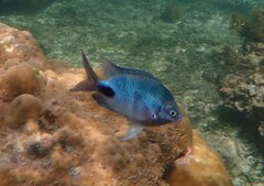 Abudefduf sparoides
