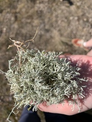 Cladonia rangiferina