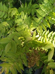 Sorbaria sorbifolia