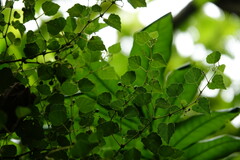 Ampelopsis glandulosa hancei