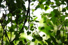 Ampelopsis glandulosa hancei