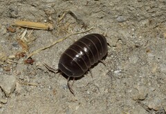 Armadillo officinalis