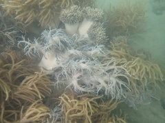 Sclerophytum flexibilis