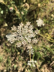 Daucus