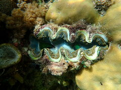 Tridacna maxima