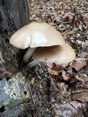 Pluteus cervinus