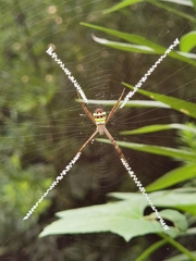 Argiope minuta