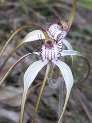 Caladenia longicauda