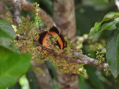 Guioa acutifolia