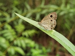 Ypthima multistriata