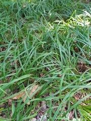 Carex pilosa