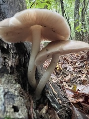 Pluteus cervinus