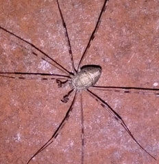 Dicranopalpus