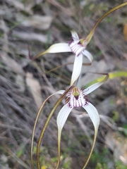 Caladenia longicauda
