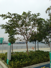 Ficus virens sublanceolata