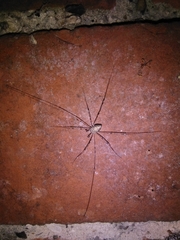 Dicranopalpus