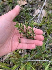 Pimelea humilis