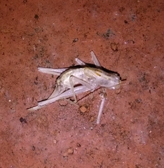 Meconema meridionale