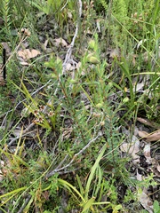 Pimelea humilis