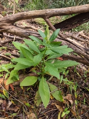 Phytolacca octandra